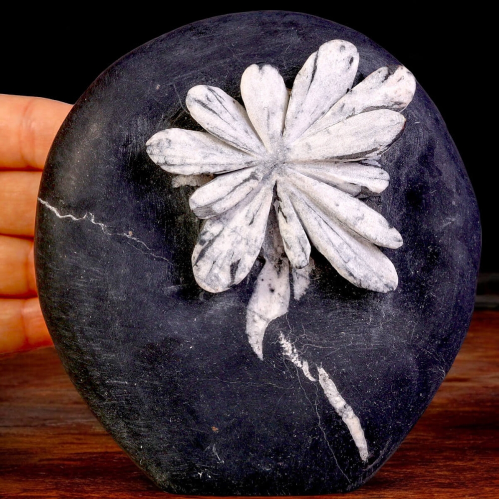 Chrysanthemum Stone – A Petrified Flower in Rock.